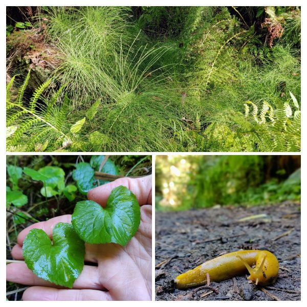 Hearts, fireworks and more @ Fern Trail